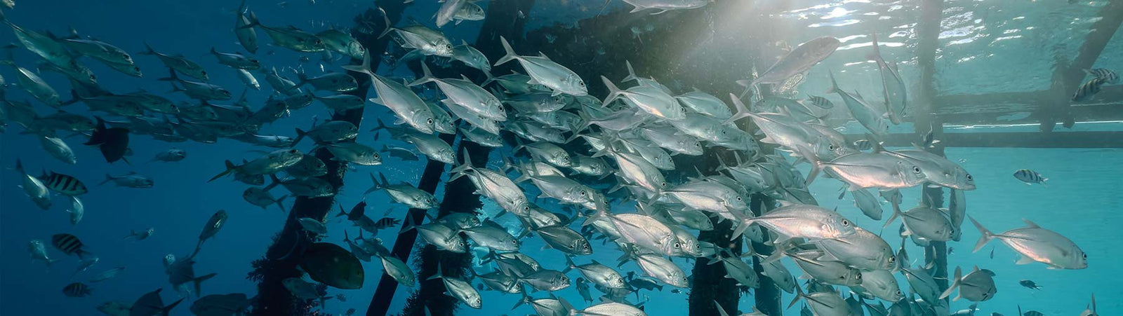 Underwater 水下濾鏡